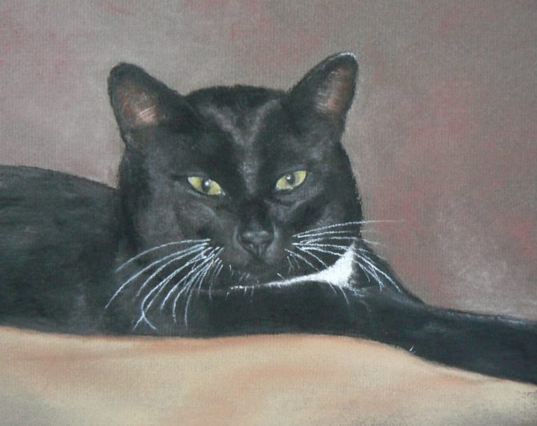 View Cat Gallery